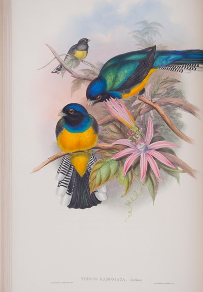 Trogon Ramoniana, prato de The Birds of Great Britain, de John Gould, publicado em 1862-73 (litografia colorida à mão) de John Gould