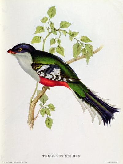 Trogon Temnurus de &39;pássaros tropicais&39;, século XIX (lito colorido) de John Gould