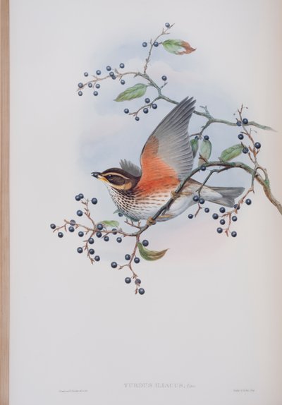 Turdus Illacus, prato de The Birds of Great Britain, de John Gould, publicado em 1862-73 (litografia colorida à mão) de John Gould