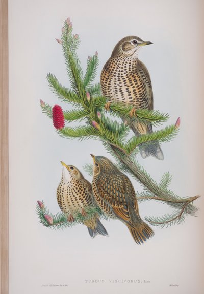 Turdus Viscivorus, prato de The Birds of Great Britain, de John Gould, publicado em 1862-73 (litografia colorida à mão) de John Gould