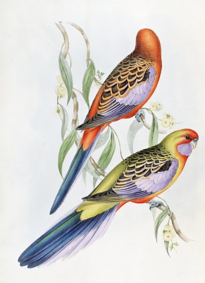 Imagem desconhecida de John Gould