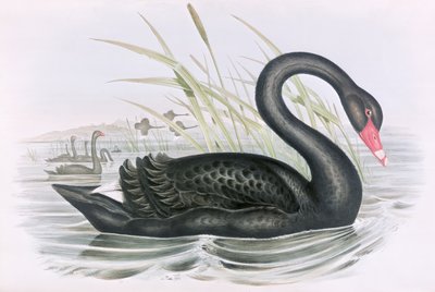 Imagem desconhecida de John Gould