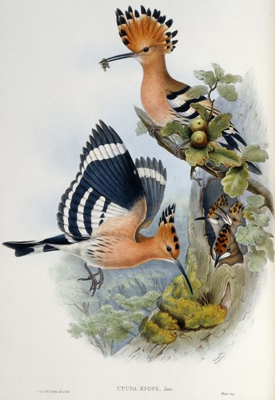 Upupa Epops de John Gould