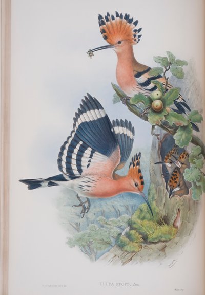 Upupa Epops, prato de The Birds of Great Britain, de John Gould, publicado em 1862-73 (litografia colorida à mão) de John Gould