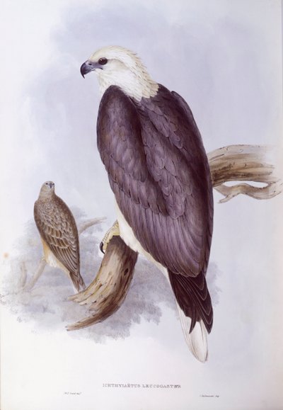 Águia-peixe de barriga-branca (Haliaeetus leucogaster), Gravura de John Gould de John Gould