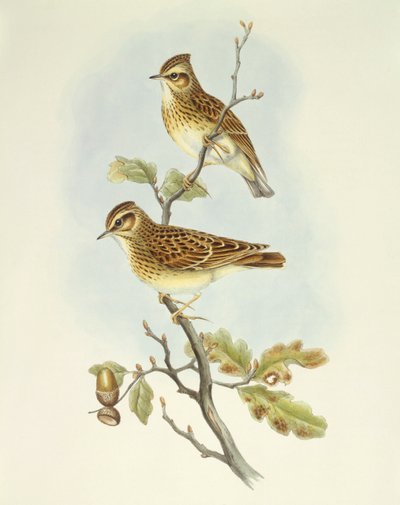 Cotovia de madeira (Lullula arborea), Gravura de John Gould de John Gould