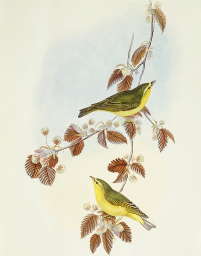 Cortador de madeira (Phylloscopus sibilatrix), Gravura de John Gould de John Gould