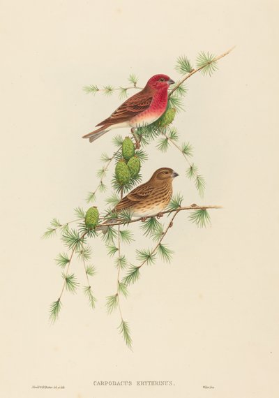 Carpodacus erythrinus (Finch comum) de John Gould and H.C. Richter