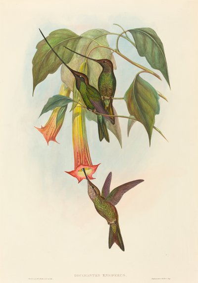 Docimastes ensiferus (Beija-flor-de-bico-espada) de John Gould and H.C. Richter