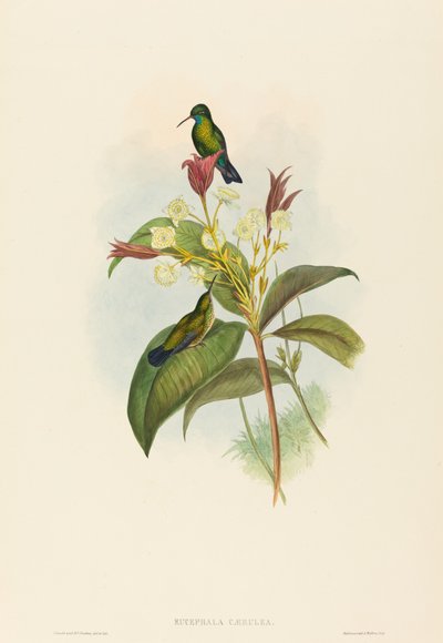 Eucephala caerulea (safira de queixo azul) de John Gould and H.C. Richter