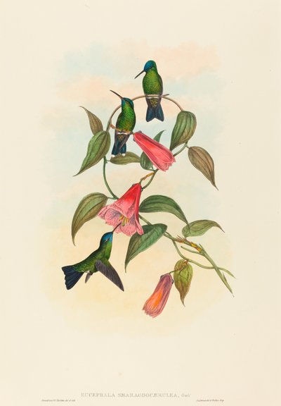 Eucephala smaragdocaerulea (Ninfa da Madeira de Gould) de John Gould and H.C. Richter