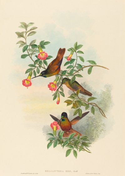 Helianthea eos (Golden Star-frontlet) de John Gould and H.C. Richter
