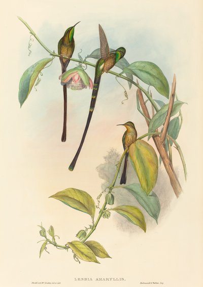 Lésbia Amarílis de John Gould and H.C. Richter