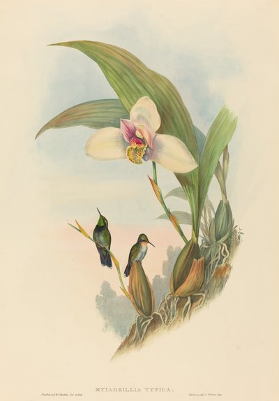 Myiabeillia typica (Beija-flor de Abeille) de John Gould and H.C. Richter