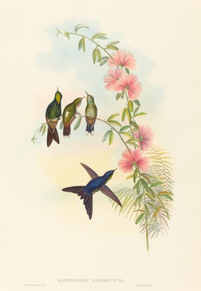 Ramphomicron microrhyncha (espinho-de-bico-pequeno) de John Gould and H.C. Richter