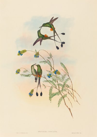 Spathura peruana (Racket-Tail peruana) de John Gould and H.C. Richter