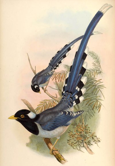 Magpie azul de bico amarelo Urocissa flavirostris (Blyth) de John Gould and Henry C. Richter