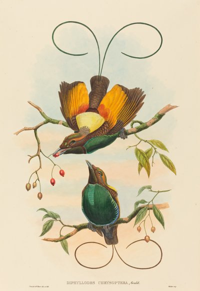 Diphyllodes chrysoptera (Magnífica Ave do Paraíso) de John Gould and W. Hart