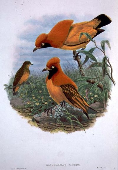 Xanthomelus Aureus (cor litho) de John and Hart William Gould