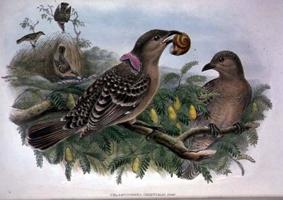 Chlamydera Orientalis (cor litho) de John and Hart William Gould