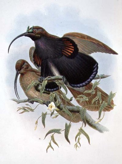 Drepanornis Albertisi (cor litho) de John and Hart William Gould