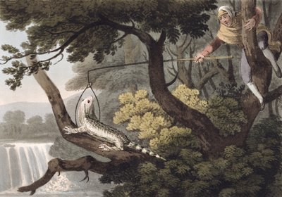 Apanhador de lagarto mexicano, gravado por Matthew Dubourg (fl.1785-1820), publicado por Edward Orme, 1813 de John Heaviside Clark