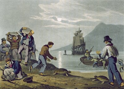 Tartaruga pegando na terra, gravada por Matthew Dubourg (fl.1785-1820), publicado por Edward Orme, 1813 de John Heaviside Clark