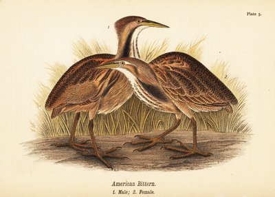 Amargor americano, Botaurus lentiginosus, macho 1, fêmea 2 de John James (after) Audubon