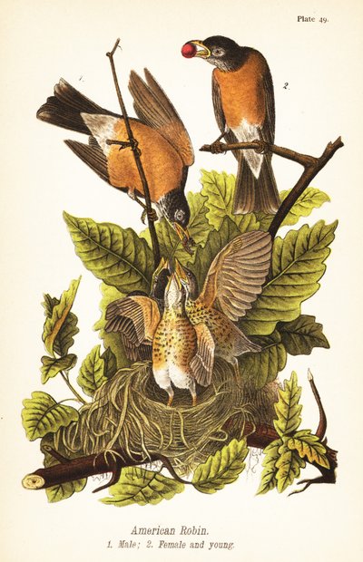Robin americano, Turdus migratorius, macho 1, fêmea 2 e jovens em ninho de John James (after) Audubon