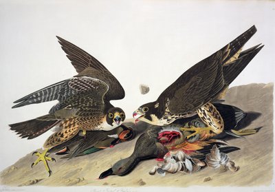 Great Footed Hawk, de "Birds of America", gravura de Robert Havell (1793-1878) (gravura a cores) de John James (after) Audubon