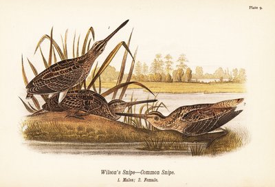 Narceja Wilson ou narceja comum, Gallinago delicata, machos 1, fêmeas 2 de John James (after) Audubon