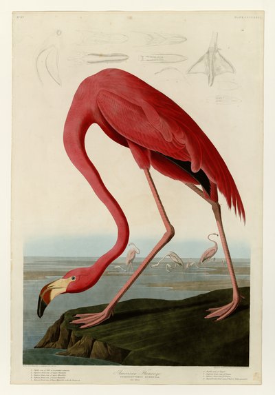 431 Flamingo americano de John James Audubon