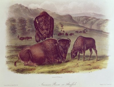 Bisão-americano ou búfalo, dos quadrúpedes da América do Norte, 1842-45 de John James Audubon