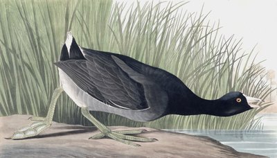 American Coot, Fulica Americana, de "The Birds of America", de John J. Audubon, pub. 1827-38 de John James Audubon