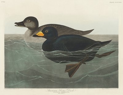 Pato-preto-americano, extraído de *Birds of America* (1827) de John James Audubon
