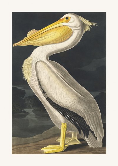 Pelicano-branco-americano, extraído de *Birds of America* (1827) de John James Audubon