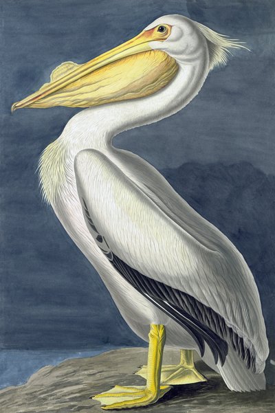 Pelicano branco americano, Pelecanus Erythrorhynchos, "dos pássaros de América" por John J. Audubon, bar. 1827-38 de John James Audubon