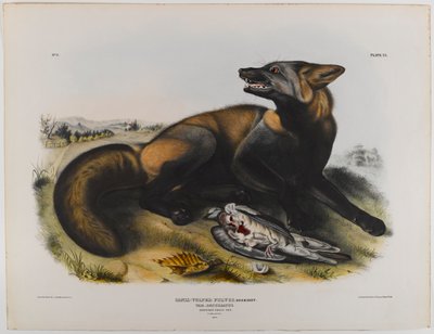 Raposa cruz americana de John James Audubon