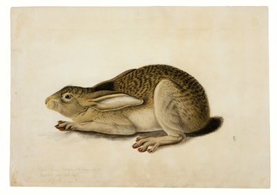 Lebre de cauda preta de John James Audubon