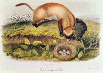 Furão de patas negras de quadrúpedes da América do Norte (1842-5) de John James Audubon