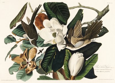 Cuco-de-bico-preto, extraído de *Birds of America* (1827) de John James Audubon