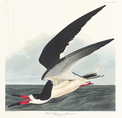 Simmer-preto, extraído de «Birds of America» (1827) de John James Audubon