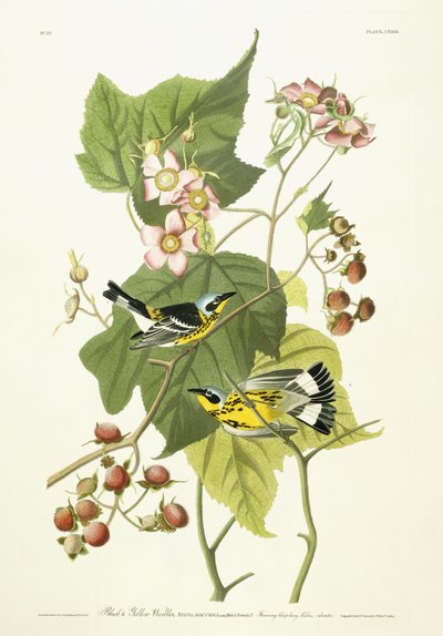 Toutinegra preta e amarela e framboesa de florescência, c.1826-1838 de John James Audubon