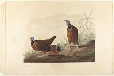  de John James Audubon