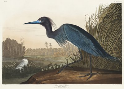 Grou-azul ou garça, de *Birds of America* (1827) de John James Audubon