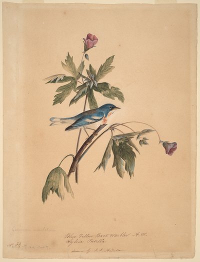  de John James Audubon