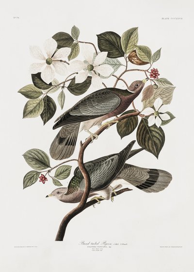 Pombo-de-cauda-longa, da obra «Birds of America» (1827) de John James Audubon