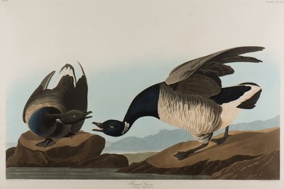 Brant Goose, 1837 (wc no papel) de John James Audubon