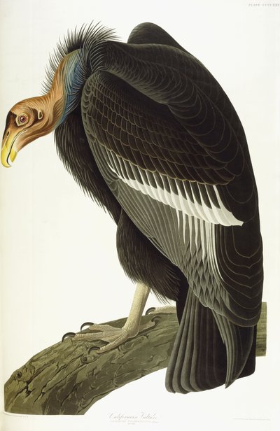 Abutre californiano, homem velho, 1838 de John James Audubon