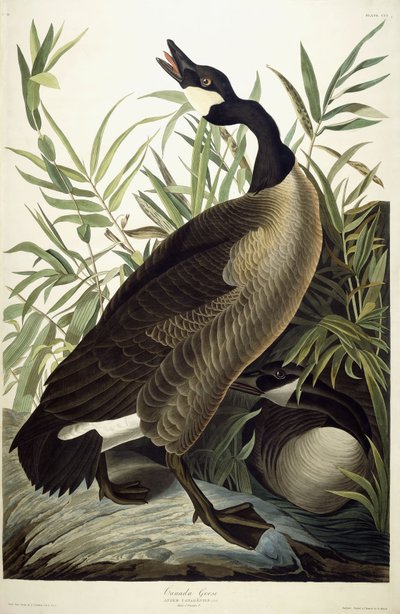 Ganso do Canadá, c.1827-1838 de John James Audubon
